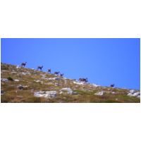 23-Isards.jpg