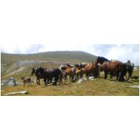 28-Poulain-et-Horde.jpg