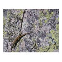 60-Lezard.jpg