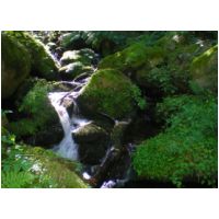 62-torrent.jpg