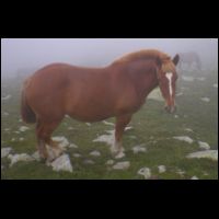 05-Cheval.jpg