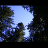 11-Perdus-dansla-Foret.jpg